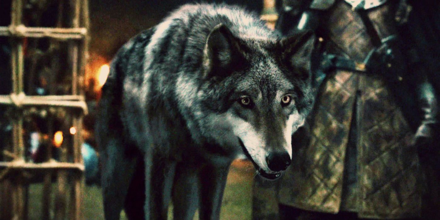 Game Of Thrones The Fates Of The Stark Direwolves Explained