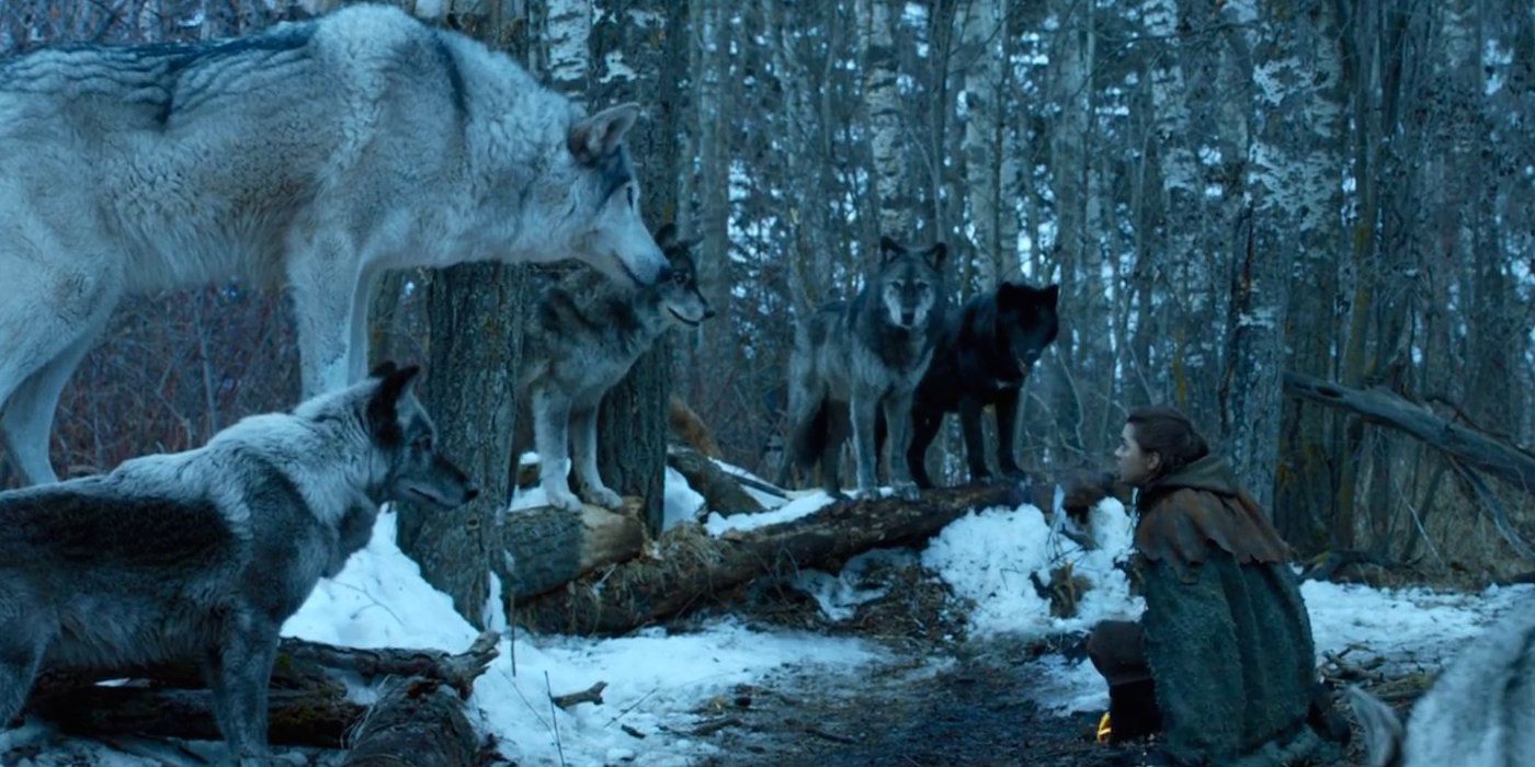 Game Of Thrones The Fates Of The Stark Direwolves Explained