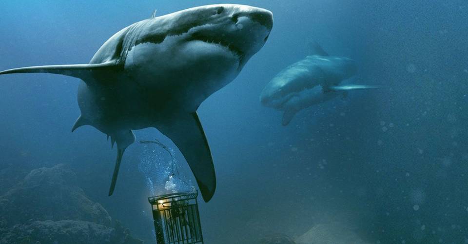 47 Meters Down Sequel Release Date Delayed Nearly Two Months