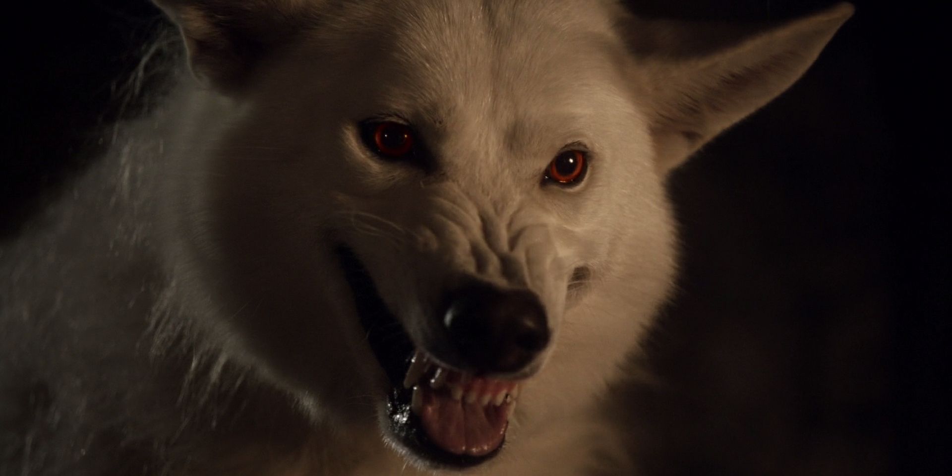 Snows Wolf Ghost