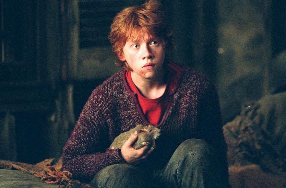 10 LittleKnown Facts About Animagus In The Harry Potter Universe