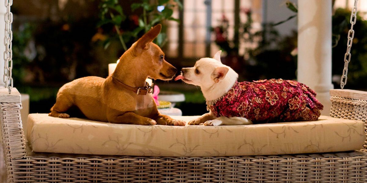 10 Cutest Animal Movies To Watch On Netflix If You Loved The Secret Life Of Pets