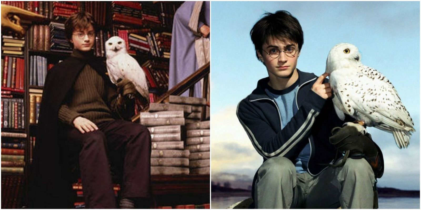 Harry Potter 10 Times Hedwig Was the Most Loyal Pet