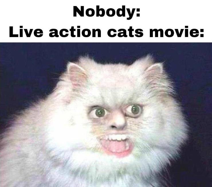 10 Hilarious Memes About Cats 2019 That Will Make You Laugh