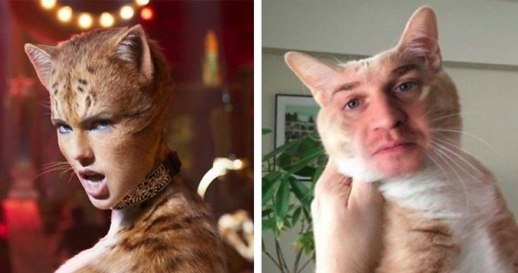 10 Hilarious Memes About Cats (2019) That Will Make You Laugh