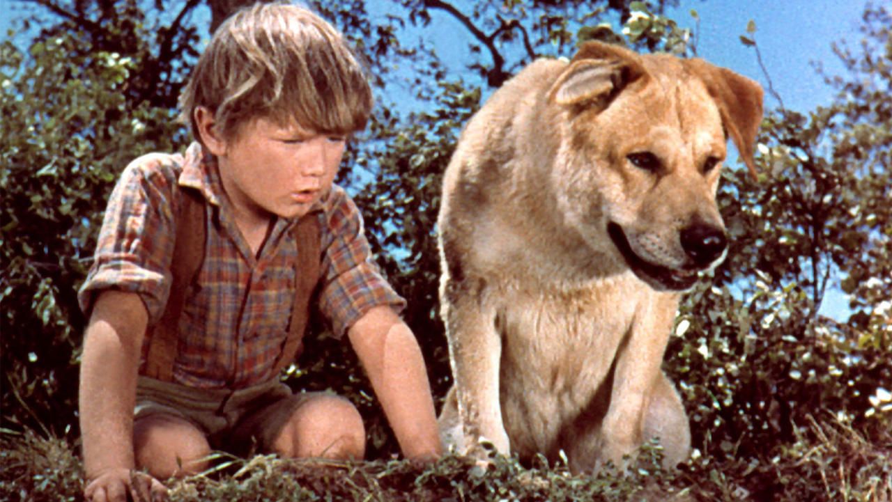 10 Best Movies with an Animal Protagonist