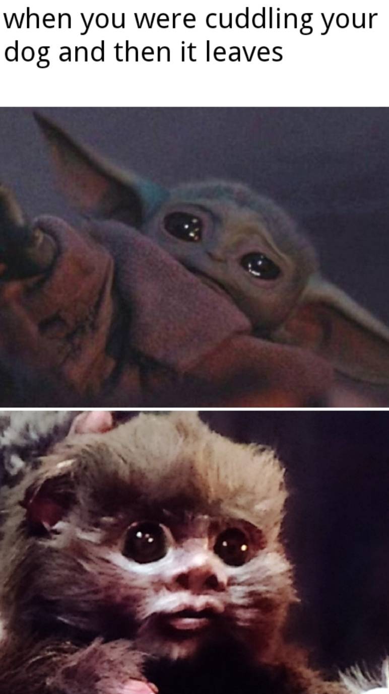 10 Hilarous Baby Yoda Memes About Pets We Can All Relate To 10 Hilarous Baby Yoda Memes About Pets We Can All Relate To