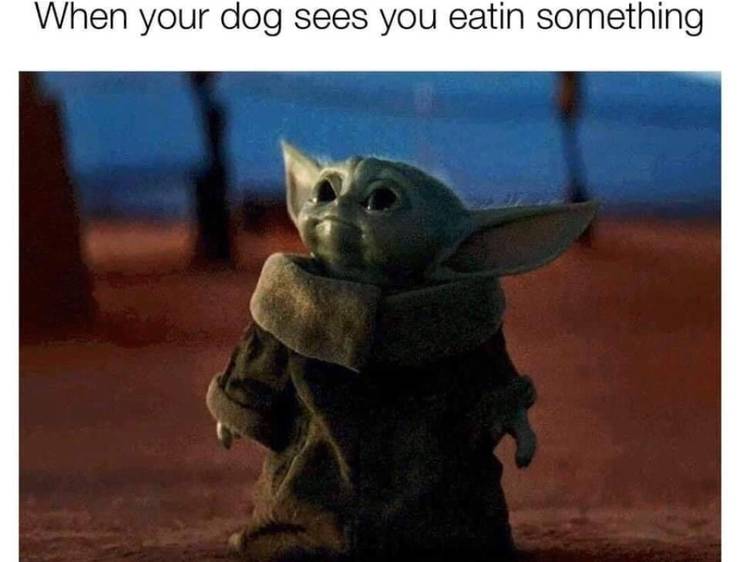 10 Hilarous Baby Yoda Memes About Pets We Can All Relate To