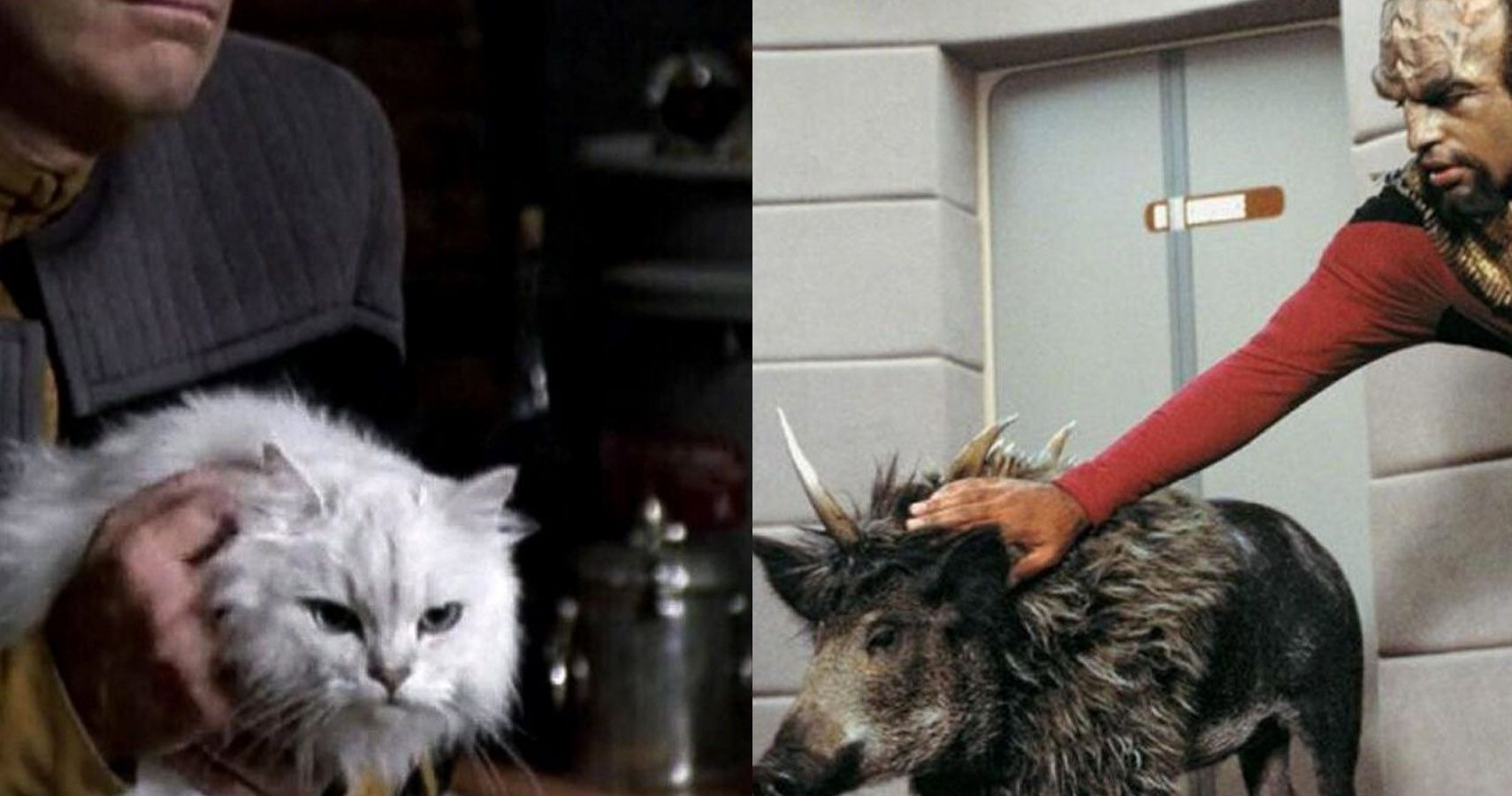 10 Best Pets In Star Trek, Ranked | ScreenRant