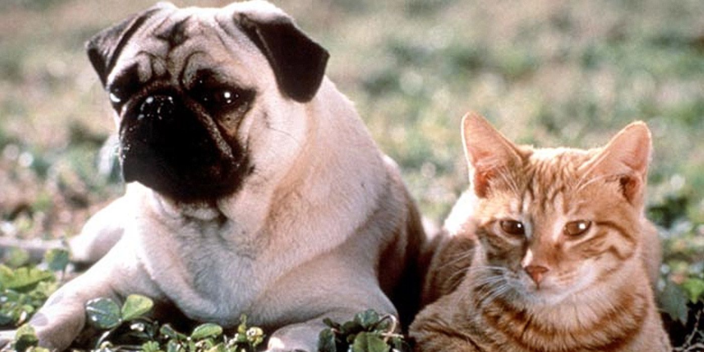 15 Best Animal Movies Of All Time (According To IMDb)
