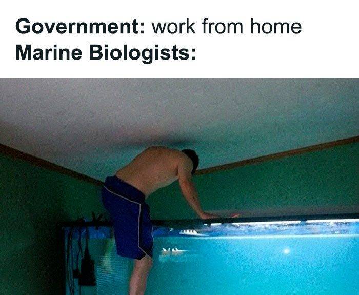 Best Work From Home Memes To Share With Friends Co Workers