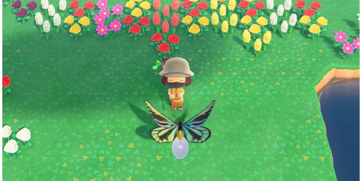 How to Find (& Catch) Queen Alexandra's Birdwing in Animal Crossing