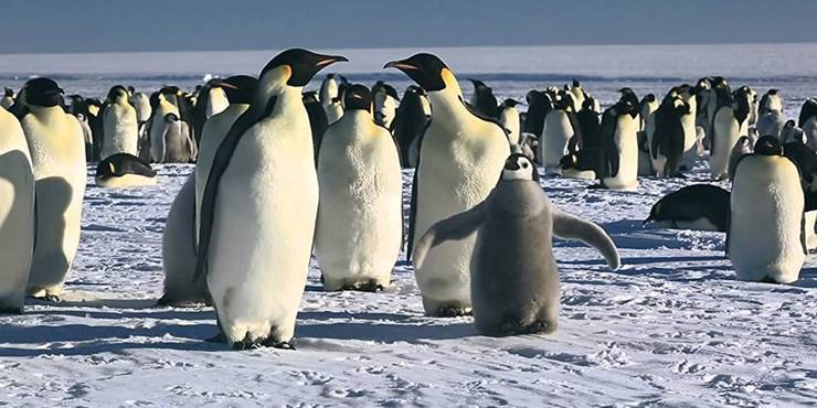 Marcha Dos Pinguins