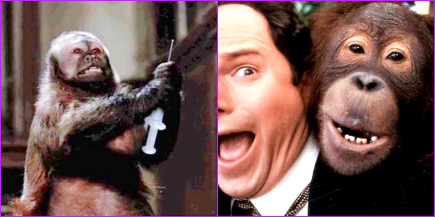 10 Best Monkey Appearances In Movies (Ranked By IMDb) Acquanyc