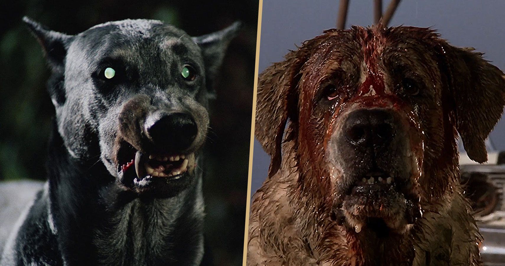 The 10 Scariest Dogs In Horror Movie History Screenrant
