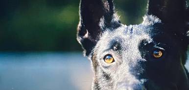 Kuwtk Why Kendall Jenner Is Facing Backlash For Her 818 Tequila Brand