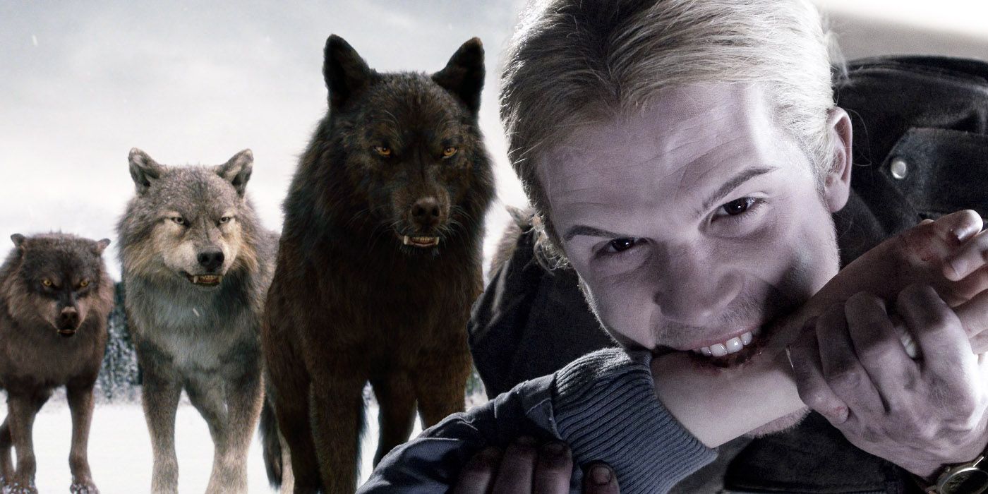 Twilight what would happen if vampire bites werewolf
