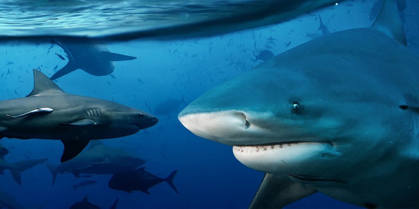 10 Great Shark Documentaries To Watch This Summer