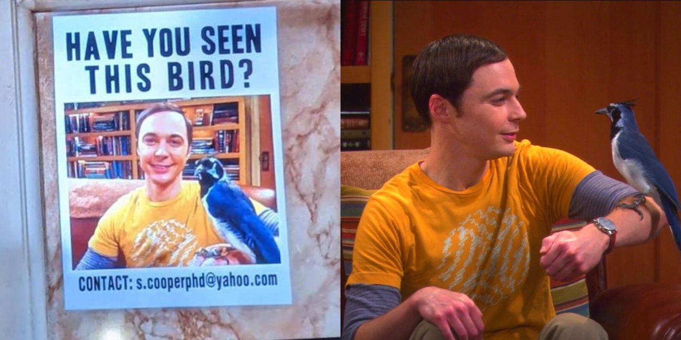 Sheldons lost bird flyer for The Big Bang Theory