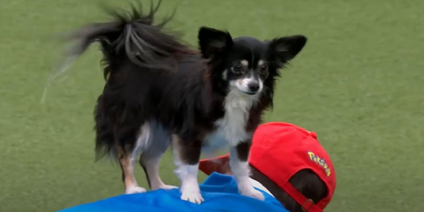 Crufts Dog Battles Charizard In Impressive Pokémon Dance Routine