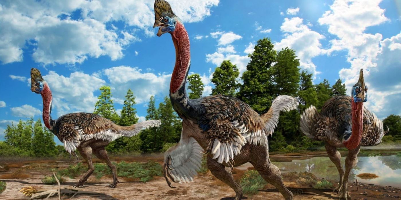 Corythoraptor Illustration