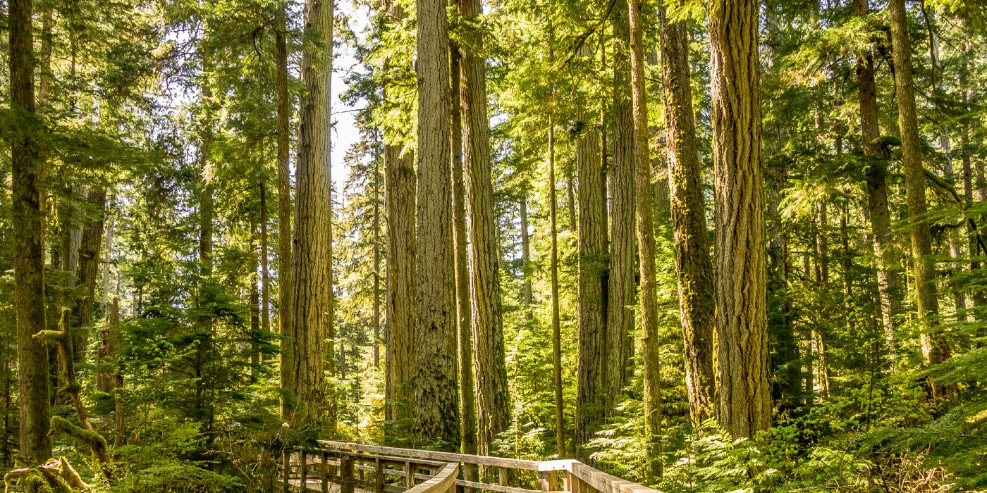 Cathedral Grove British Colombia