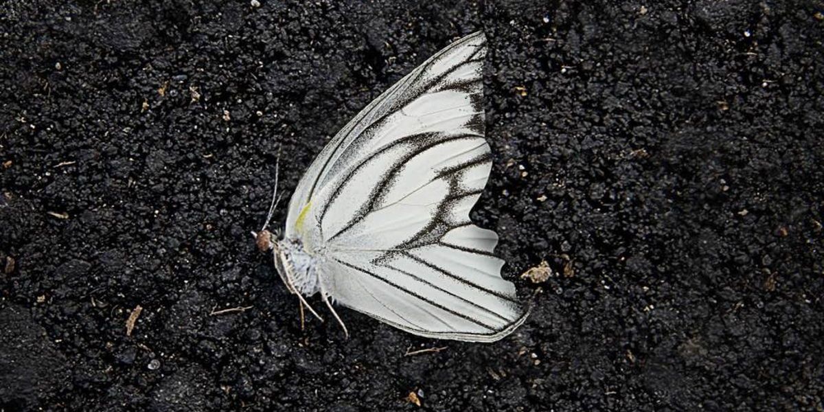 The Butterfly Garden Optioned By Revenant Production House